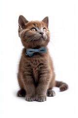 Obraz premium Adorable Brown Kitten Sitting On White Surface