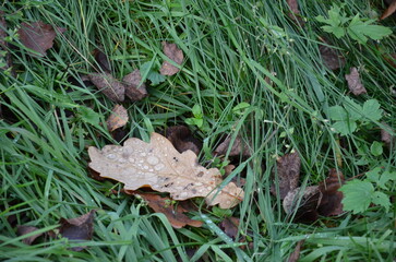 autumn leaves on asphalt	