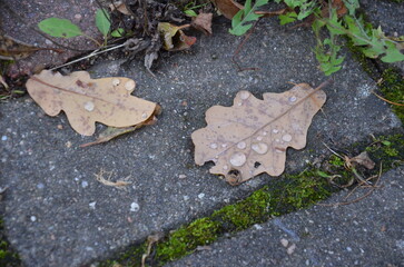 autumn leaves on asphalt
