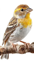 Poster de jardin  sparrow isolated on white background  © STK