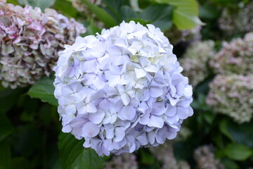 Delicate pale blue hydrangea flower in full bloom with soft petals and gentle pastel tones. Botanical beauty and floral elegance in a serene garden setting with natural copy space and calm atmosphere.