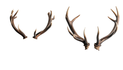 Paired antlers small juvenile set, larger mature set, on black