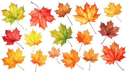 Fototapeta premium Watercolor autumn maple leaf assortment, isolated on black ground