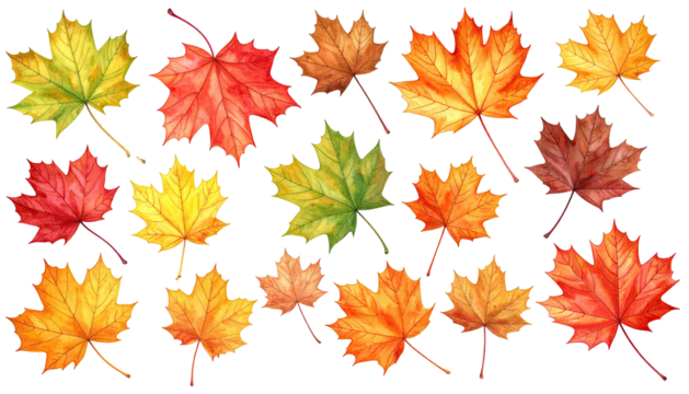 Watercolor autumn maple leaf assortment, isolated on black ground