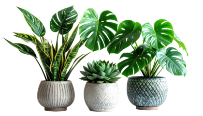 Three potted plants and succulent are displayed together