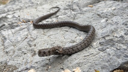 A snake species named after its checkerboard-like shapes under the species Natrix tessellata