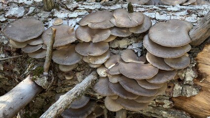 Spruce Tree Collapse Creating a New Ecosystem