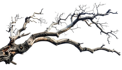Gnarled, weathered tree branch with a black background