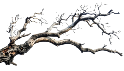 Gnarled, weathered tree branch with a black background