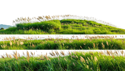 Verdant grassy hill topped with plumes under a dark sky