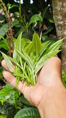 Fresh tea leaves held in hand after harvest, High-Quality Tea Leaf Harvesting in a Plantation in laos.