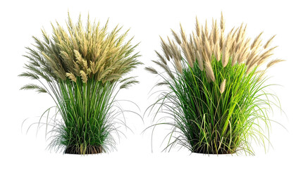 Two clumps of decorative pampas grass, flowing gracefully