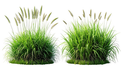 Two clumps of pampas grass with bright green stems