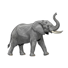 Fototapeta premium Detailed Elephant Wildlife Sketch with Curved Trunk and Massive Ivory Tusks on a Neutral Backdrop