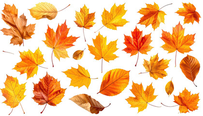 Obraz premium Assorted autumn leaves, many yellow, orange, and red