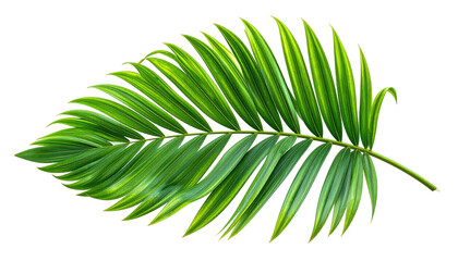 Lush, vibrant green palm frond against a stark black background