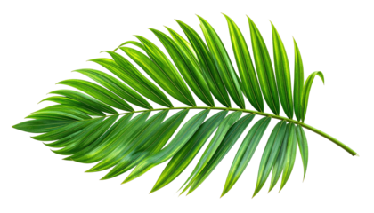 Lush, vibrant green palm frond against a stark black background