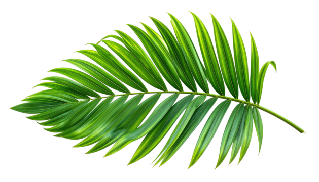 Lush, vibrant green palm frond against a stark black background