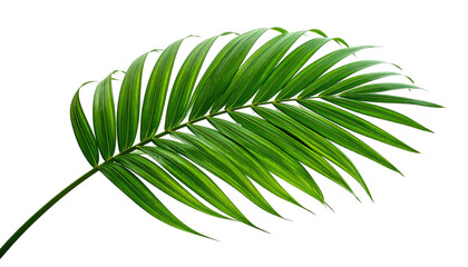 Lush green palm leaf detail against a stark black background