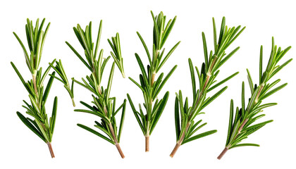 Several sprigs of vibrant green rosemary on a black background