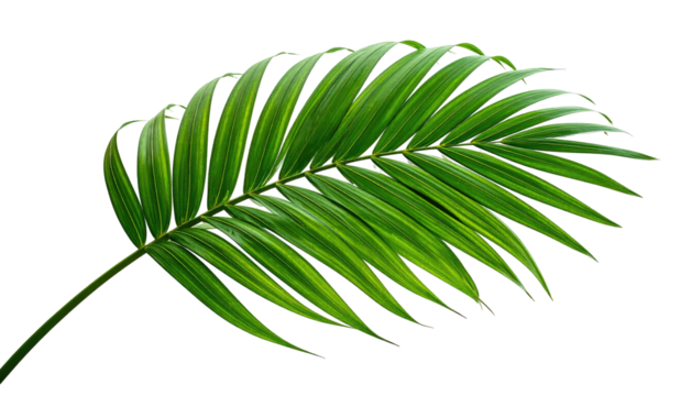 Lush green palm leaf detail against a stark black background