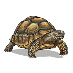 Fototapeta premium Wild Tortoise Illustration Detailed Shell and Feet Sketch Art White Background