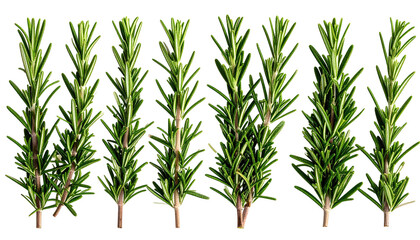 Group of fresh rosemary sprigs stand on a black background
