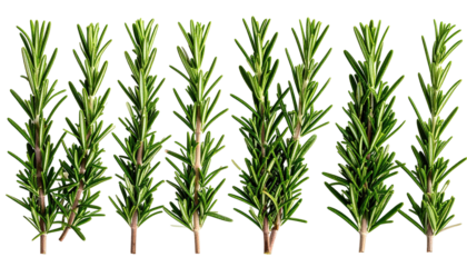 Group of fresh rosemary sprigs stand on a black background