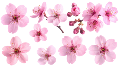 Pink cherry blossoms; buds and open flowers, on black background