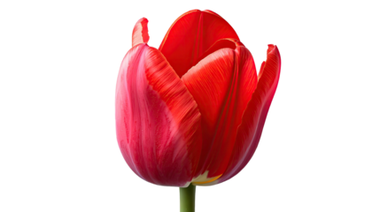 Red tulip with curled petals against black background