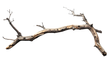 Weathered, gnarled branch isolated on black, twisted