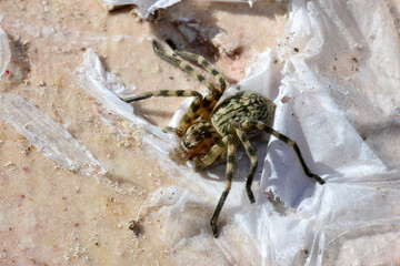 Stone Huntsman Spider // Riesenkrabbenspinne  (Eusparassus walckenaeri) - Milos, Cyclades, Greece