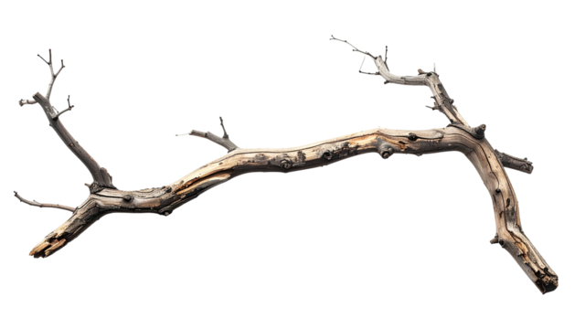 Weathered, gnarled branch isolated on black, twisted