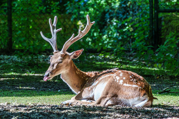 The fallow deer, Dama mesopotamica is a ruminant mammal