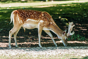 The fallow deer, Dama mesopotamica is a ruminant mammal