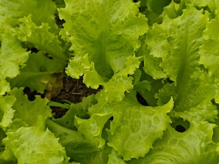 Green lettuce leaves on garden