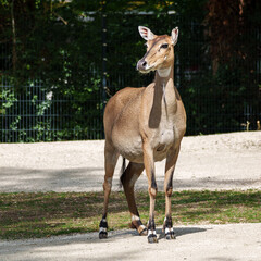 The nilgai or blue cow. Boselaphus tragocamelus is the largest Asian antelope