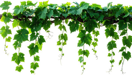 Vine with lush green leaves hanging over a black background
