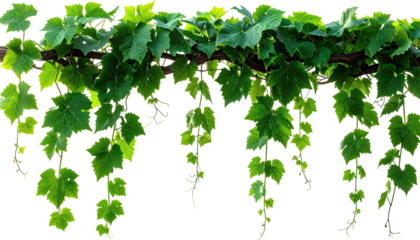 Vine with lush green leaves hanging over a black background