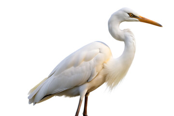 Fototapeta premium great white heron ardea cinerea isolated on white background, PNG. AI Generated