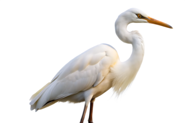 great white heron ardea cinerea isolated on white background, PNG. AI Generated