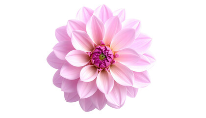 Pink dahlia with layered petals and a purple center, isolated