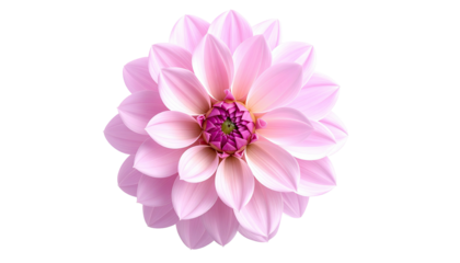 Pink dahlia with layered petals and a purple center, isolated
