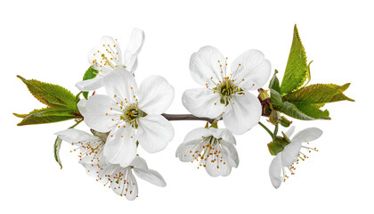 Branch with several white blossoms and green leaves, on black