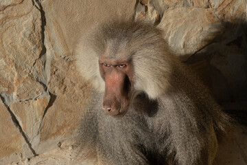 Baboon Zoo Animal Close-up Portrait