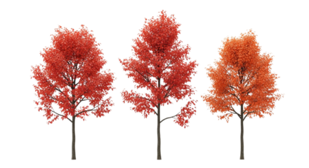 Three vibrant orange autumn trees with dense foliage and thin trunks isolated on transparent background
