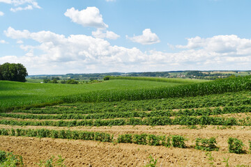 Hopfen, Junghopfen, Fechser, Hopfenfechser