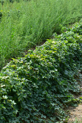 Obraz premium Hopfen, Junghopfen, Fechser, Hopfenfechser