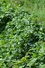 Hopfen, Junghopfen, Fechser, Hopfenfechser