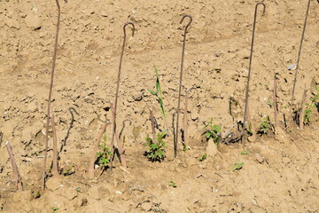 Hopfen, Junghopfen, Wurzelfechser